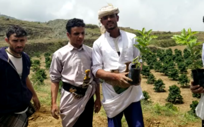 Coffee planting continues in Yemen