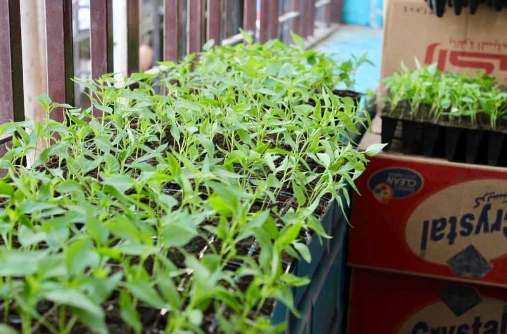 Launch of the vegetable planting project