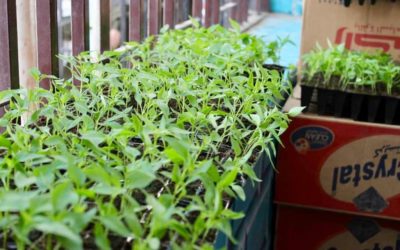 Launch of the vegetable planting project