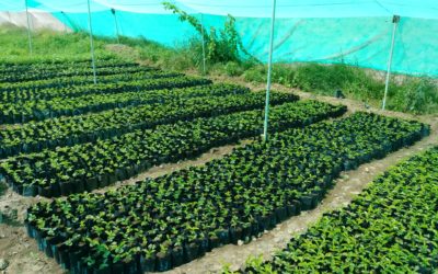 Trees of Hope: Y30’s Reforestation Initiative Revitalizes Yemen’s Landscape and Economy